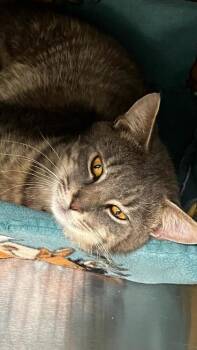 Domestic Short Hair Cats Available for Adoption in Venice, Florida - Benny | PetCurious