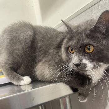 Domestic Short Hair Cats Available for Adoption in Tampa, Florida - Greyla | PetCurious