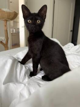 Rescue Domestic Medium Hair Cats for Adoption in Liverpool, Texas - Ash | PetCurious