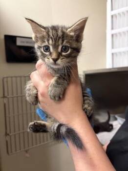 Dior -  Domestic Short Hair Cat for Adoption in West Chester, Pennsylvania - Dior | PetCurious
