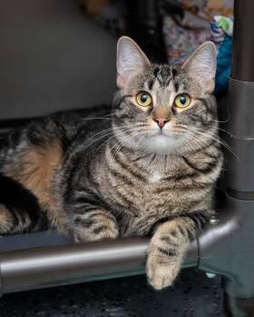 Domestic Short Hair Cats Available for Adoption - Bubblegum | PetCurious