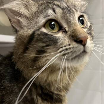 TIDAL WAVE -  Domestic Medium Hair Cat for Adoption in St. Louis, Missouri - TIDAL WAVE | PetCurious