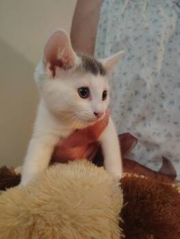 Xena -  Domestic Short Hair Cat for Adoption in Meriden, Connecticut - Xena | PetCurious