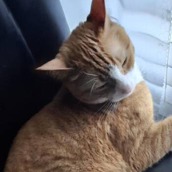 Simon -  Domestic Short Hair Cat for Adoption in Newark, New Jersey - Simon | PetCurious
