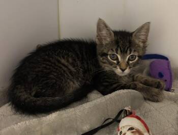 Florence -  Domestic Short Hair Cat for Adoption in Liverpool, New York - Florence | PetCurious