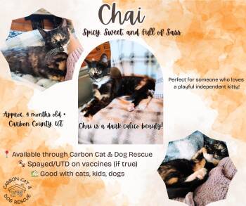 Domestic Short Hair Cats Available for Adoption - Chai | PetCurious