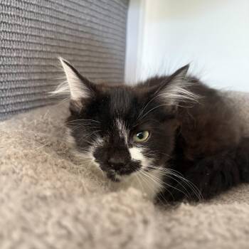 Webster Boot -  Domestic Medium Hair Cat for Adoption in Fredericksburg, Virginia - Webster Boot | PetCurious