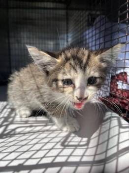 CHAD -  Domestic Short Hair Cat for Adoption in Doral, Florida - CHAD | PetCurious