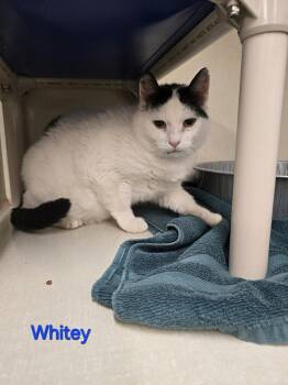 Rescue Domestic Short Hair Cats for Adoption in Saint Marys, Pennsylvania - Whitey | PetCurious