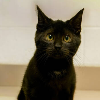 Rescue Domestic Short Hair Cats for Adoption in Versailles, Kentucky - Yam | PetCurious