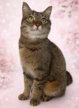 Fenway -  Domestic Short Hair Cat for Adoption in Hudson, Massachusetts - Fenway | PetCurious