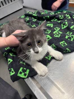 Arthur -  Domestic Long Hair Cat for Adoption in Bloomington, Indiana - Arthur | PetCurious