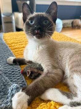 Fiyero / Max -  Domestic Short Hair Cat for Adoption in Minneapolis, Minnesota - Fiyero / Max | PetCurious
