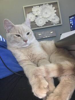 Peter -  Domestic Short Hair Cat for Adoption in Richmond, Kentucky - Peter | PetCurious