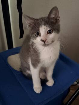 Ashley -  Domestic Short Hair Cat Available for Adoption in Mt. Juliet, Tennessee - Ashley | PetCurious