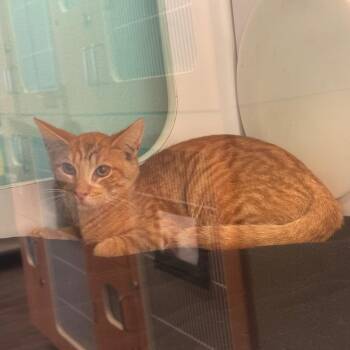 Dallas -  Domestic Short Hair Cat for Adoption in Lake Jackson, Texas - Dallas | PetCurious