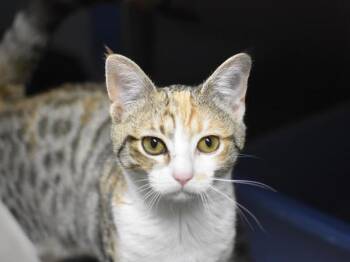 Delilah -  Domestic Short Hair Cat for Adoption in Portland, Oregon - Delilah | PetCurious