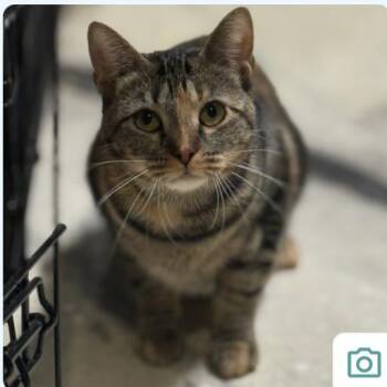 Domestic Short Hair Cats Available for Adoption - Daffodil | PetCurious