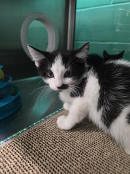 Maurice -  Domestic Medium Hair Cat for Adoption in Wellington, Kansas - Maurice | PetCurious