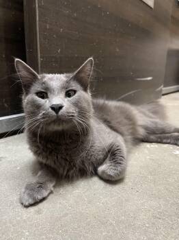 Russian Blue and American Shorthair Cats Available for Adoption - Biscuit Boi | PetCurious