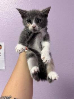 Domestic Short Hair Cats Available for Adoption in El Paso, Texas - 60911707 | PetCurious