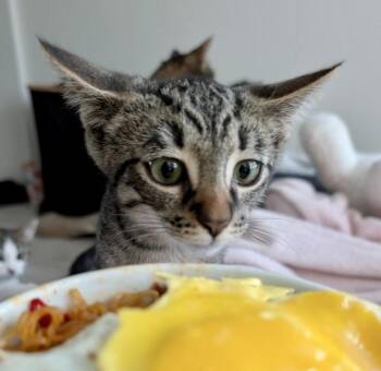 Mikey -  Tabby and Domestic Short Hair Cat for Adoption in Vaughan, Ontario - Mikey | PetCurious