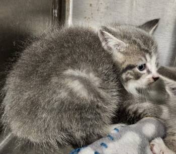 Rescue Domestic Short Hair Cats for Adoption in Portland, Indiana - Habanero | PetCurious