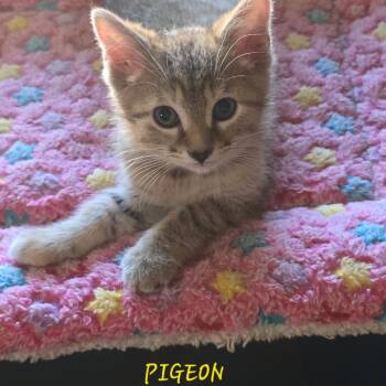 Pigeon -  Domestic Short Hair Cat Available for Adoption in Parkersburg, West Virginia - Pigeon | PetCurious