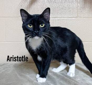 Aristotle -  Domestic Short Hair Cat for Adoption in Clearfield, Kentucky - Aristotle | PetCurious