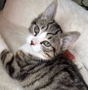 Rescue Domestic Short Hair Cats for Adoption in Cumberland, Maine - Marshmallow | PetCurious