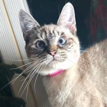Rescue Siamese Cats for Adoption in Oakwood, Georgia - VANILLA - LOVELY LYNX POINT! | PetCurious