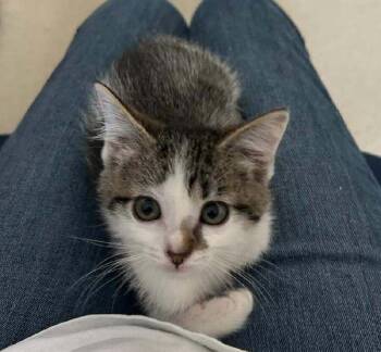 Caviar -  Domestic Short Hair Cat for Adoption in Salt Lake City, Utah - Caviar | PetCurious