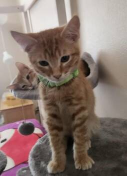 Gilbert - AZ Litter -  Tabby Cat for Adoption in Anthem, Arizona - Gilbert - AZ Litter | PetCurious