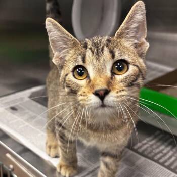 Stan -  Domestic Short Hair Cat for Adoption in Belleville, Illinois - Stan | PetCurious