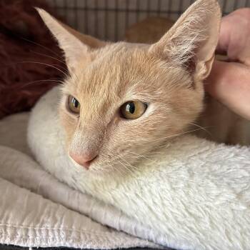 Crocs -  Tabby Cat for Adoption in Columbia, South Carolina - Crocs | PetCurious