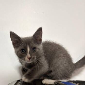 Domestic Short Hair Cats Available for Adoption in Fredericksburg, Virginia - Liv Murgar | PetCurious