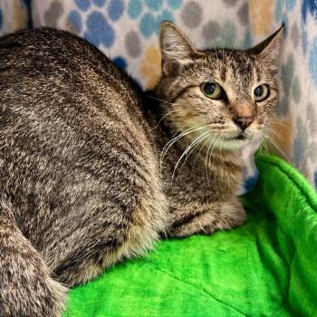 Giggle Water -  Domestic Short Hair Cat for Adoption in Austin, Texas - Giggle Water | PetCurious