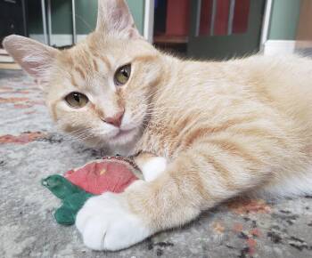 Apple Crumble -  Domestic Short Hair Cat Available for Adoption in Alexandria, Virginia - Apple Crumble | PetCurious