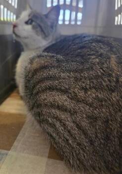 Domestic Short Hair Cats Available for Adoption - EVA | PetCurious