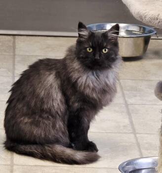 Rescue Domestic Long Hair Cats for Adoption in Polson, Montana - Smokey | PetCurious