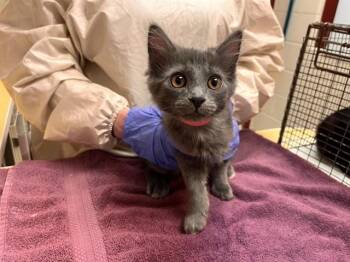 FLIPPER -  Domestic Long Hair Cat for Adoption in Colorado Springs, Colorado - FLIPPER | PetCurious