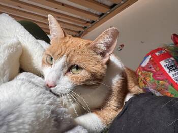 Rachel -  Domestic Short Hair Cat for Adoption in Philadelphia, Pennsylvania - Rachel | PetCurious