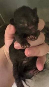 Darla -  Domestic Short Hair Cat for Adoption in La Porte, Indiana - Darla | PetCurious