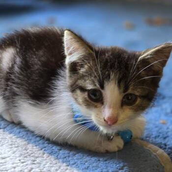 Pepper -  Domestic Short Hair Cat for Adoption in Detroit, Michigan - Pepper | PetCurious