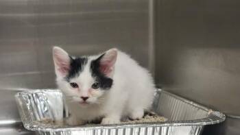 ALYSSA -  Domestic Short Hair Cat for Adoption in Tustin, California - ALYSSA | PetCurious