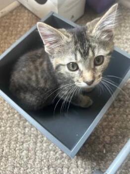 Thea -  Domestic Short Hair Cat for Adoption in Mokena, Illinois - Thea | PetCurious
