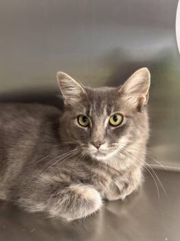 Halston -  Domestic Medium Hair Cat for Adoption in Collierville, Tennessee - Halston | PetCurious