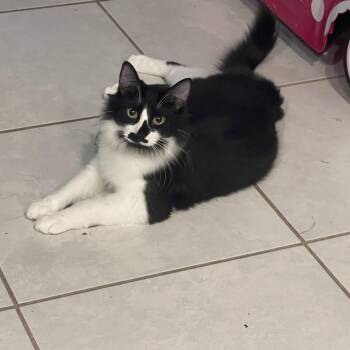 Rescue Domestic Long Hair Cats for Adoption in Maitland, Florida - Frisco | PetCurious