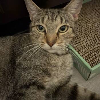 Rescue Domestic Short Hair Cats for Adoption in Murfreesboro, Tennessee - Juliet | PetCurious