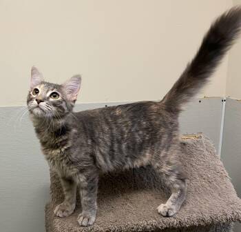 Pawtucket -  Dilute Tortoiseshell Cat for Adoption in Los Angeles, California - Pawtucket | PetCurious